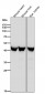 Anti-ESE1 Rabbit Monoclonal Antibody